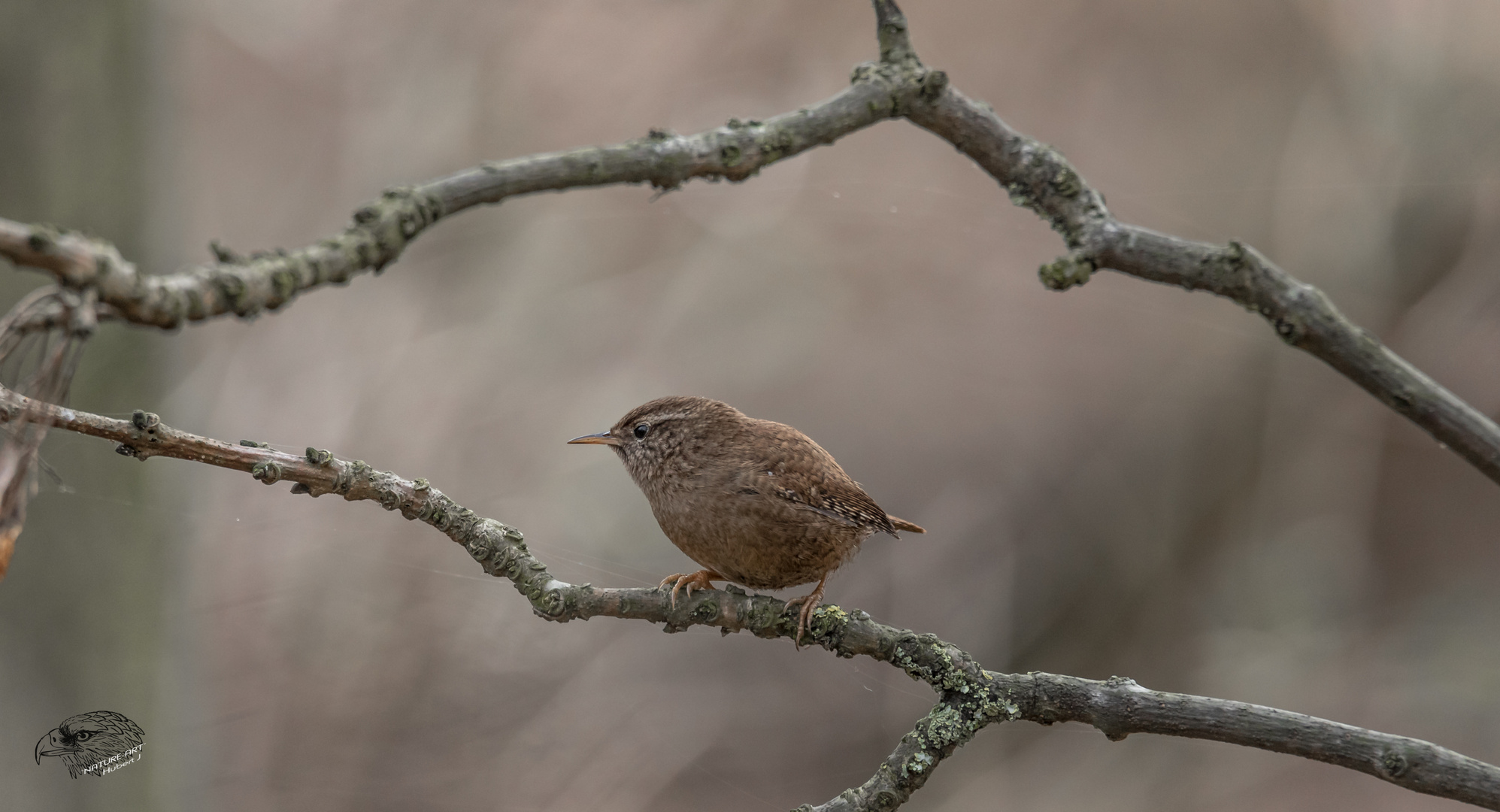 Zaunkönig (Troglodytes troglodytes)