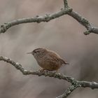 Zaunkönig (Troglodytes troglodytes)