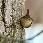 Zaunkönig (Troglodytes troglodytes)