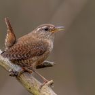 Zaunkönig (Troglodytes troglodytes)