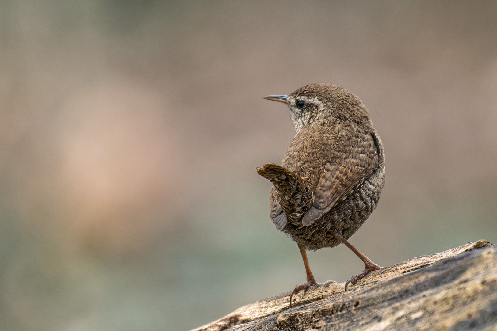 Zaunkönig (Troglodytes troglodytes) 