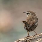 Zaunkönig (Troglodytes troglodytes) 