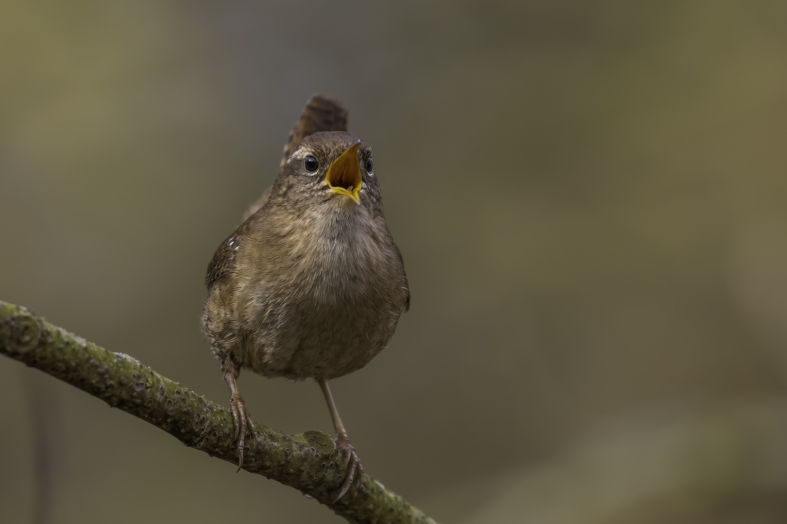 Zaunkönig (Troglodytes troglodytes)