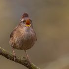 Zaunkönig (Troglodytes troglodytes)