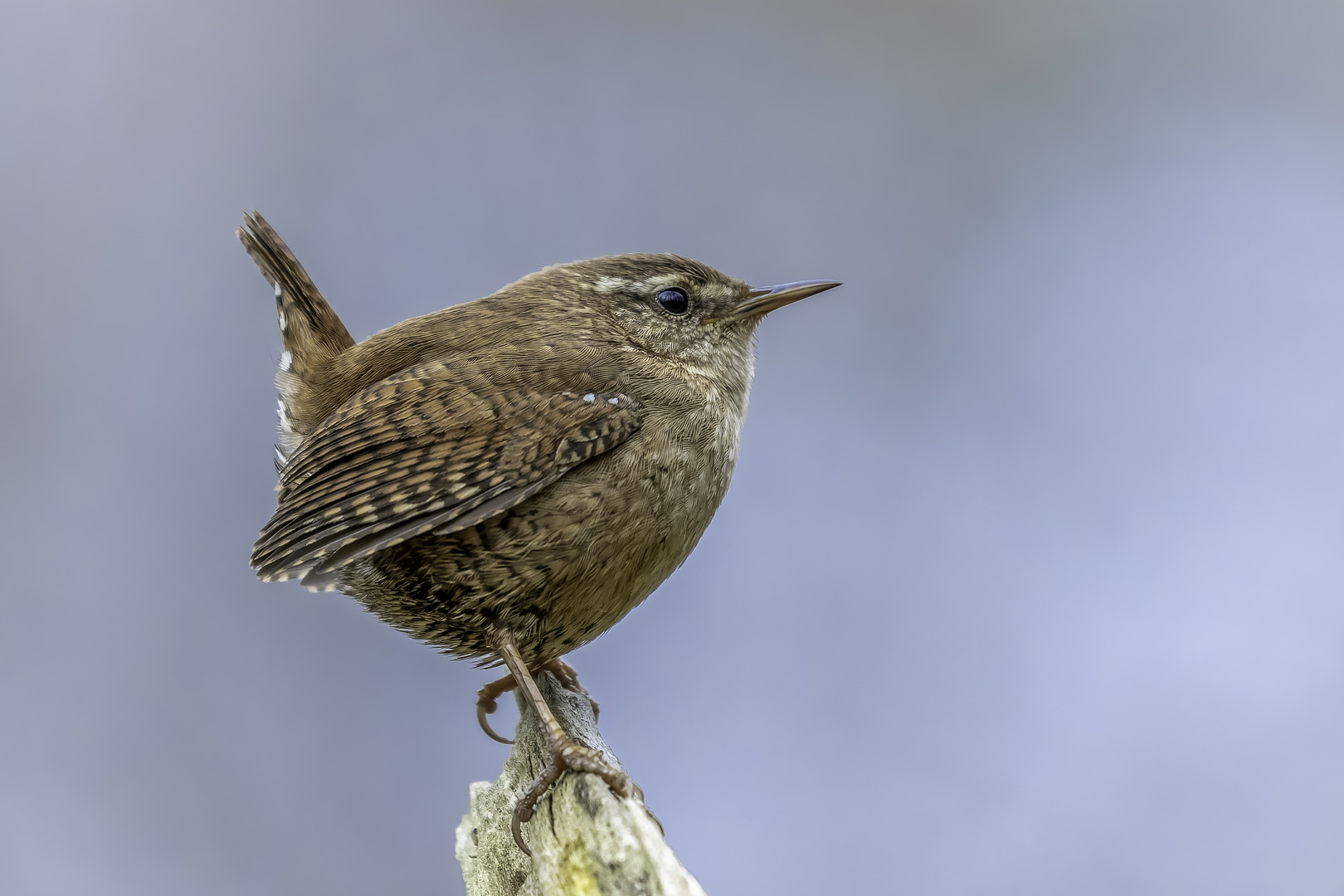 Zaunkönig (Troglodytes troglodytes)