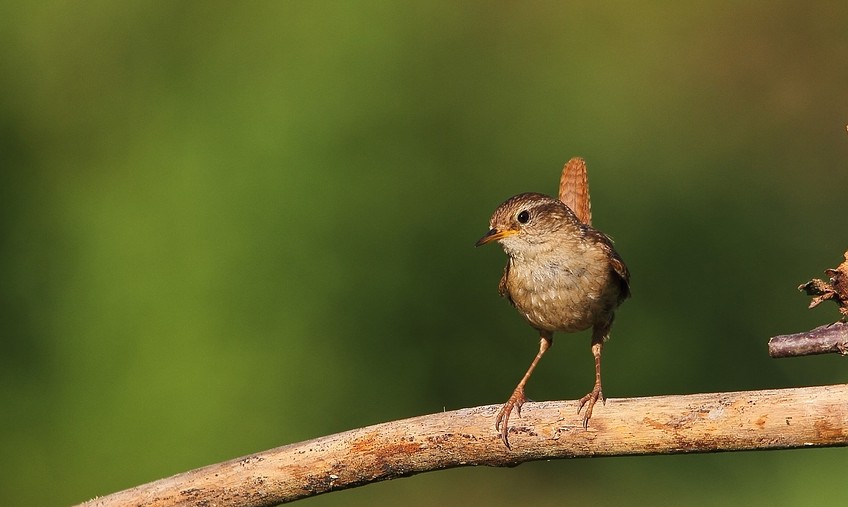 Zaunkönig (Troglodytes troglodytes) -2-