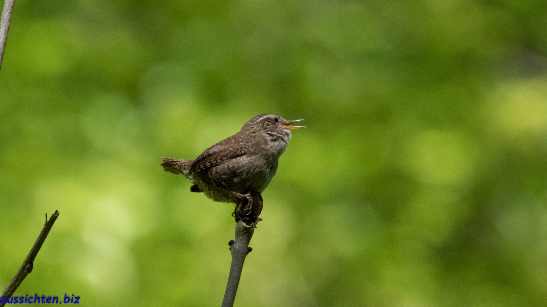 Zaunkönig - Troglodytes troglodytes 2020-05-06-001