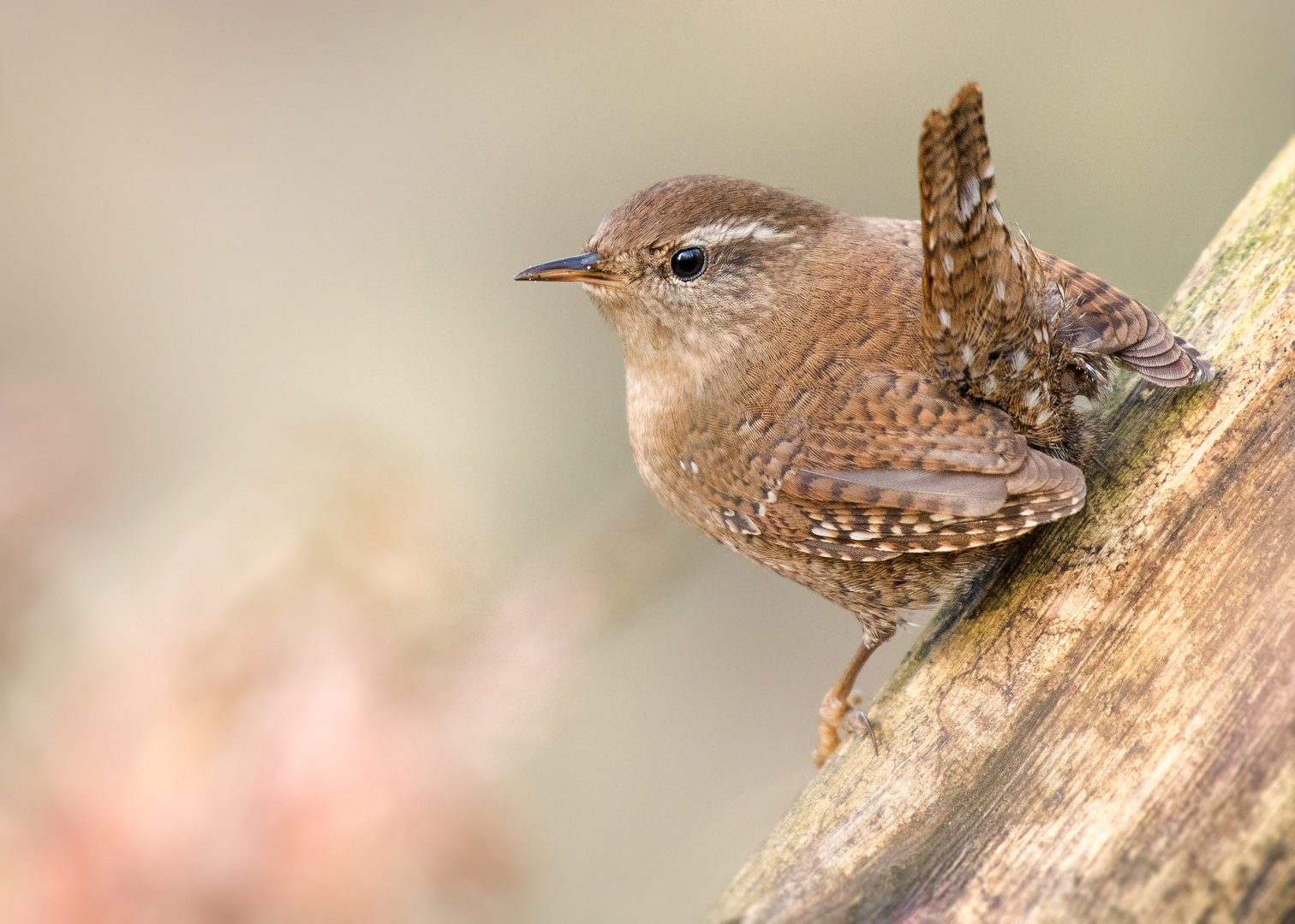 Zaunkönig (Troglodytes troglodytes)  