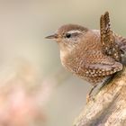 Zaunkönig (Troglodytes troglodytes)  