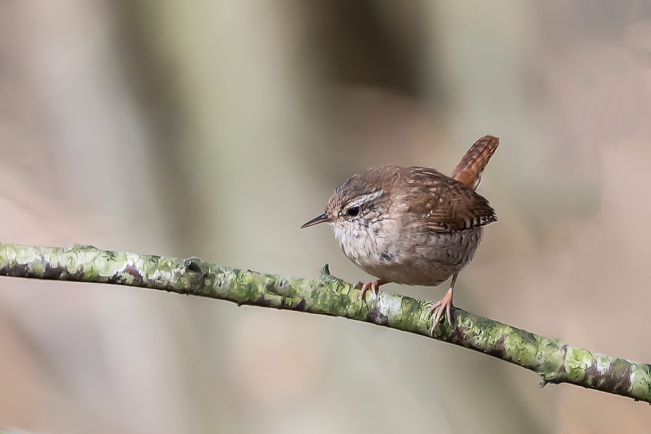 Zaunkönig (Troglodytes troglodytes)