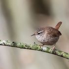 Zaunkönig (Troglodytes troglodytes)