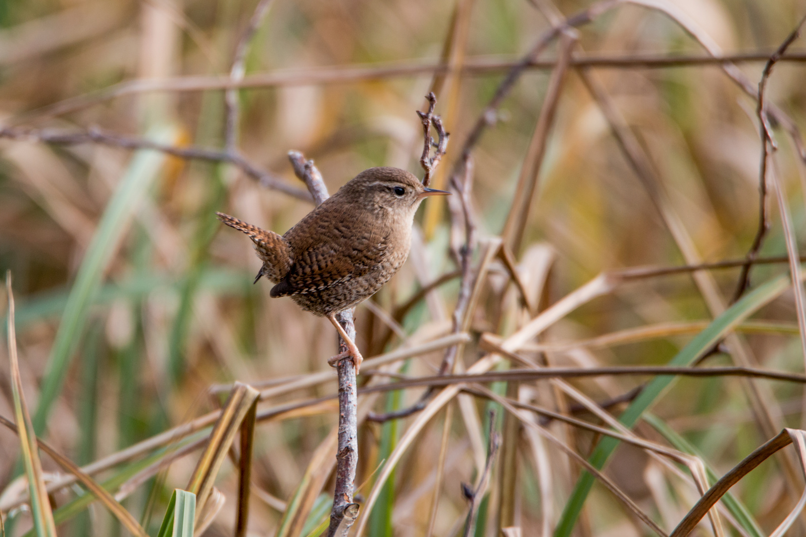 Zaunkönig (Troglodytes troglodytes)