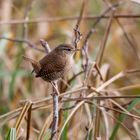 Zaunkönig (Troglodytes troglodytes)