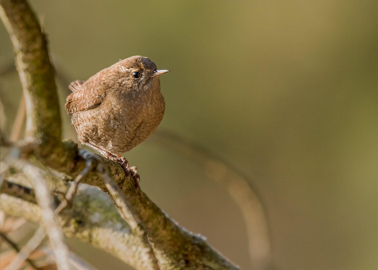 Zaunkönig (Troglodytes troglodytes)