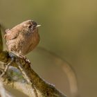 Zaunkönig (Troglodytes troglodytes)