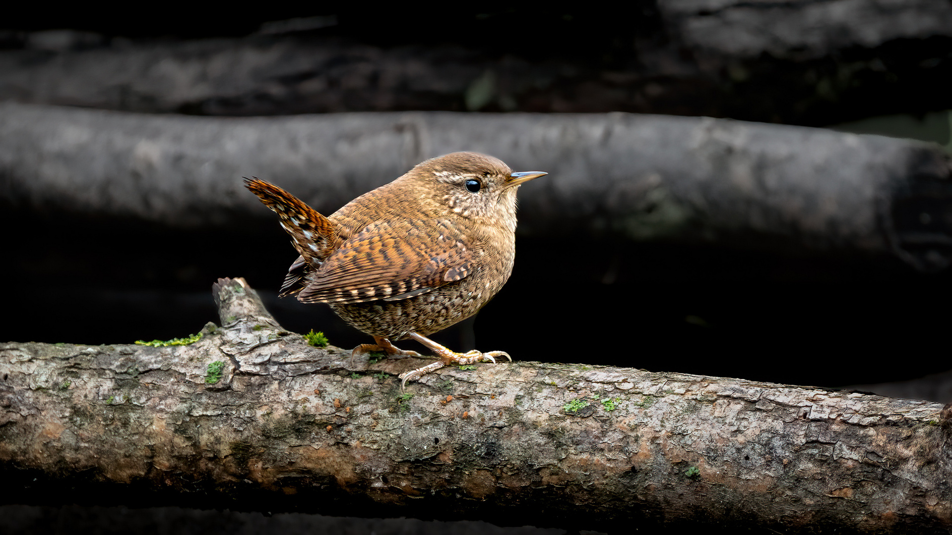 Zaunkönig - Troglodytes troglodytes