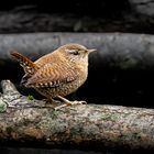 Zaunkönig - Troglodytes troglodytes