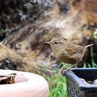 Zaunkönig [Troglodytes troglodytes]