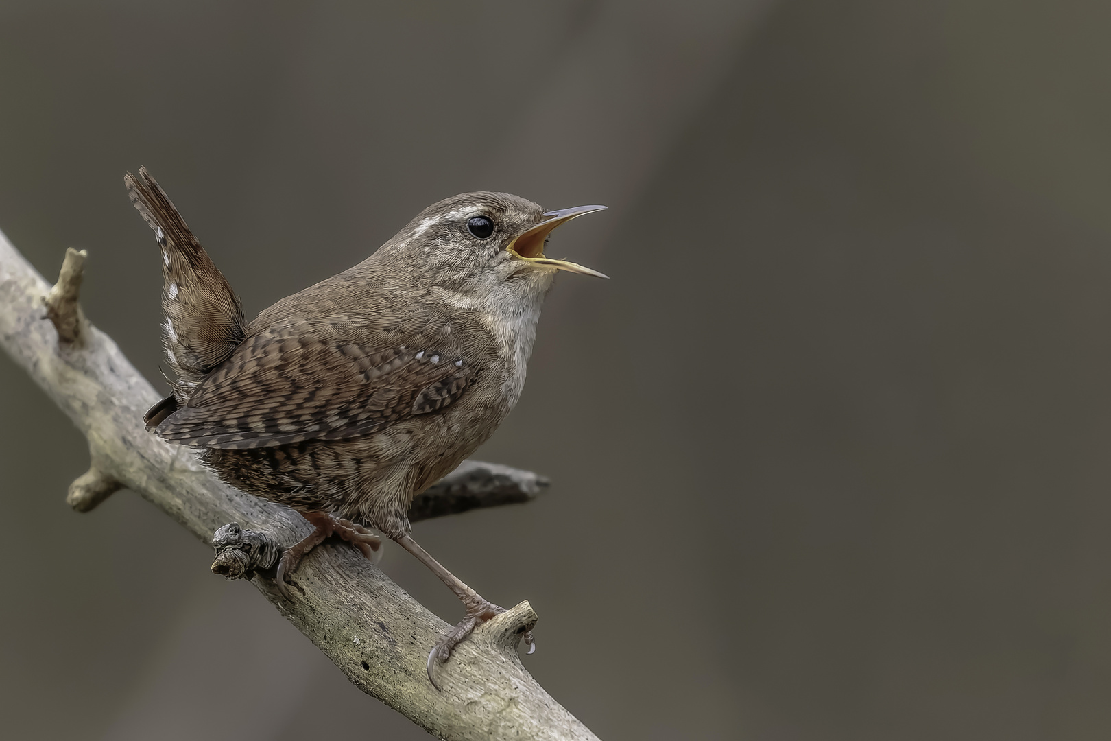 Zaunkönig ( Troglodytes troglodytes)