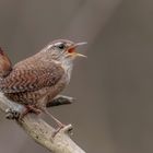 Zaunkönig ( Troglodytes troglodytes)