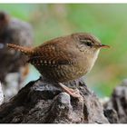 ---- Zaunkönig ---- ( Troglodytes troglodytes )