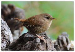 ---- Zaunkönig ---- ( Troglodytes troglodytes )