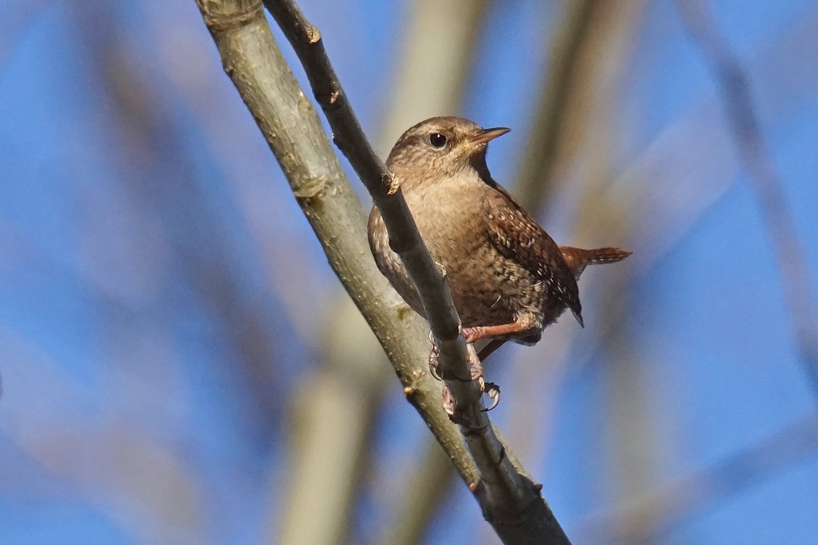 Zaunkönig (Troglodytes troglodytes)