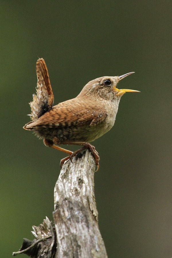 Zaunkönig ( Troglodytes troglodytes )