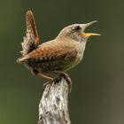 Zaunkönig ( Troglodytes troglodytes )