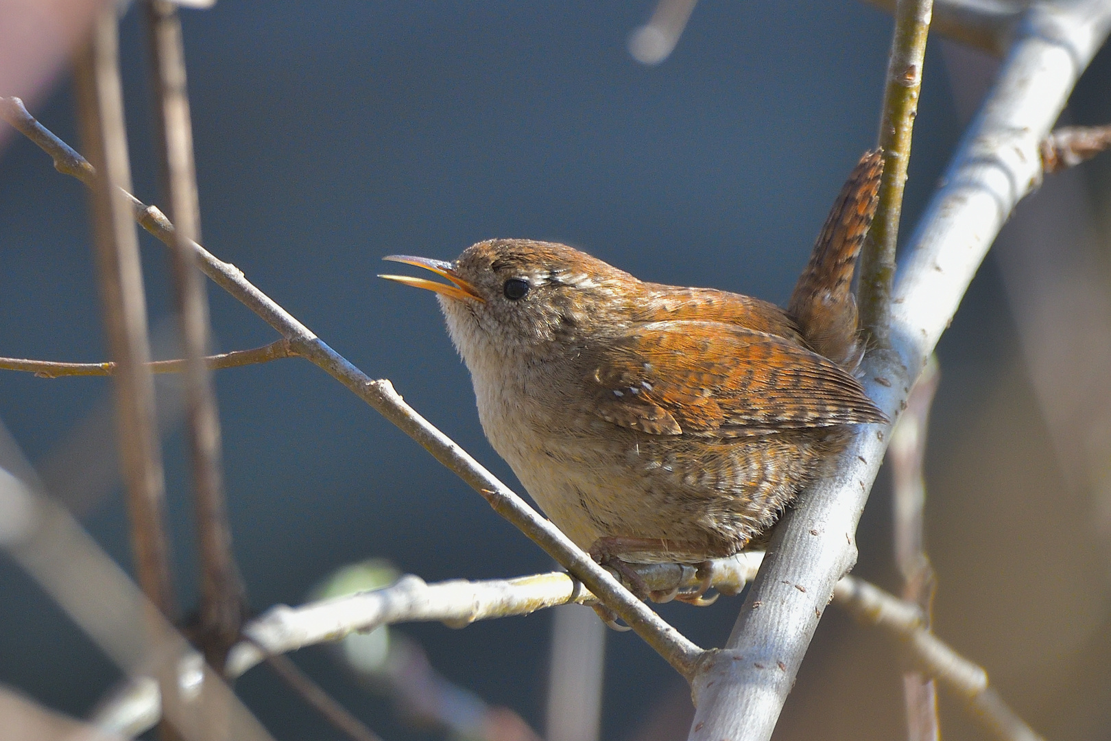 Zaunkönig (Troglodytes troglodytes)