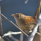 Zaunkönig (Troglodytes troglodytes)