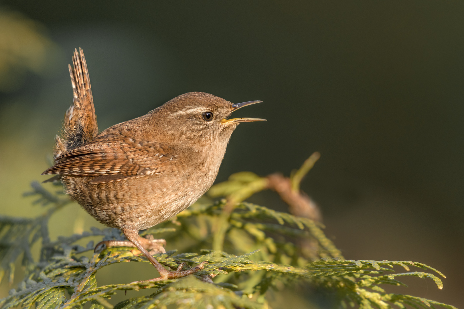 Zaunkönig (Troglodytes troglodytes)