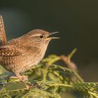 Zaunkönig (Troglodytes troglodytes)