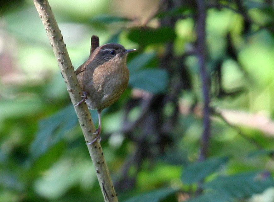 Zaunkönig (Troglodytes troglodytes)