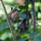 Zaunkönig (Troglodytes troglodytes)