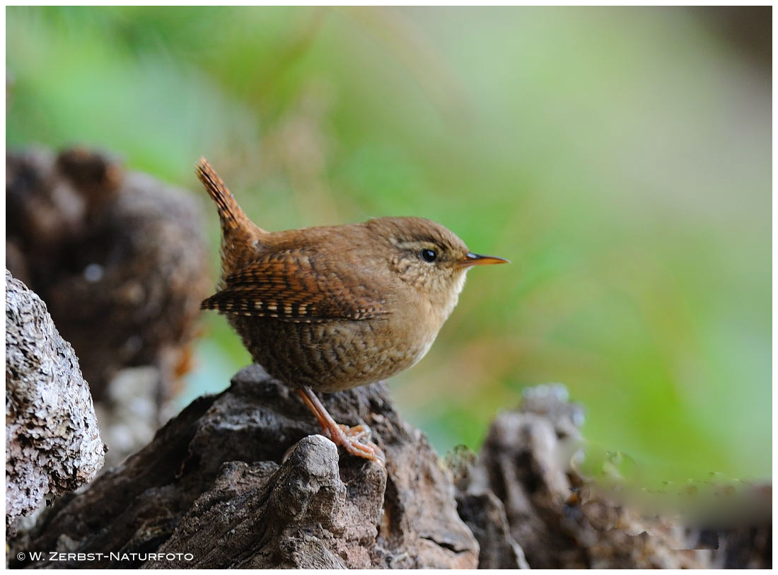 --- Zaunkönig --- ( Troglodytes troglodytes )