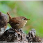 --- Zaunkönig --- ( Troglodytes troglodytes )