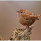 Zaunkönig (Troglodytes troglodytes)