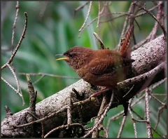 Zaunkönig (troglodytes troglodytes)