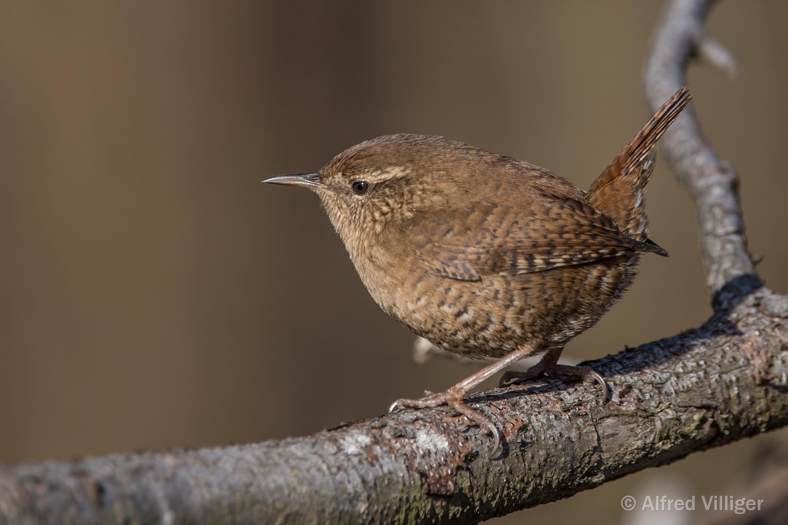 Zaunkönig  ( Troglodytes troglodytes )