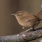 Zaunkönig  ( Troglodytes troglodytes )