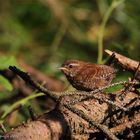 Zaunkönig (Troglodytes troglodytes)