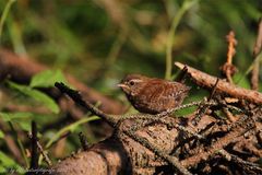 Zaunkönig (Troglodytes troglodytes)