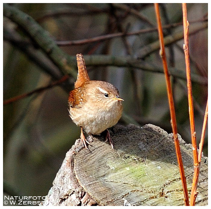 - Zaunkönig - (Troglodytes troglodytes )