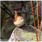 - Zaunkönig - (Troglodytes troglodytes )