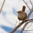 Zaunkönig (Troglodytes troglodytes)