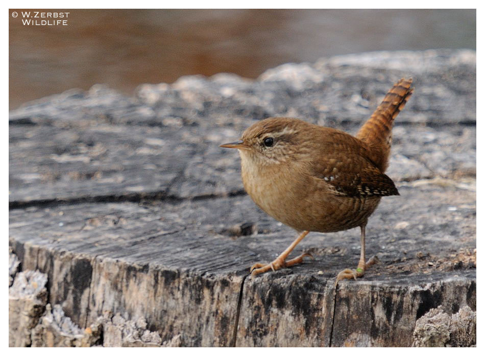 - Zaunkönig - ( Troglodytes troglodytes )