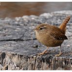 - Zaunkönig - ( Troglodytes troglodytes )