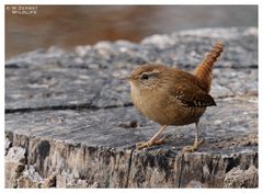 - Zaunkönig - ( Troglodytes troglodytes )