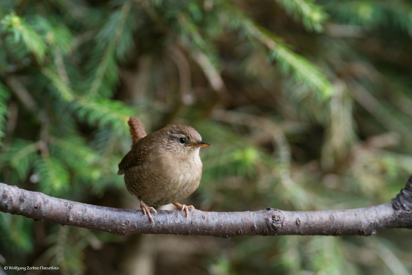 --- Zaunkönig ---               ( Troglodytes troglodytes )